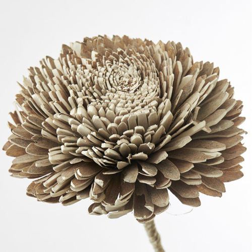 Flore Zinnia natur