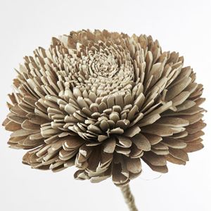 Flore Zinnia natur