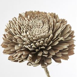 Flore Zinnia natur