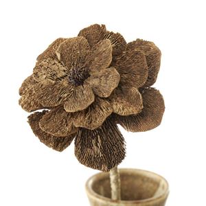 Flore Dahlia blomma