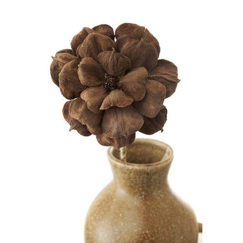 Flore Fresia blomma