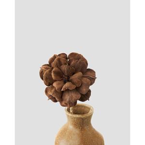 Flore Fresia blomma