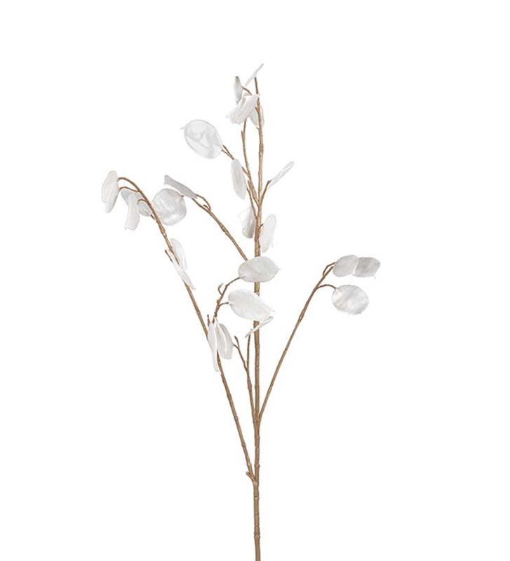 Lunaria Judaspeng vit konstväxt